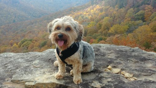 En yorkipoo er en krydsning mellem en Yorkshire Terrier og en puddelhund