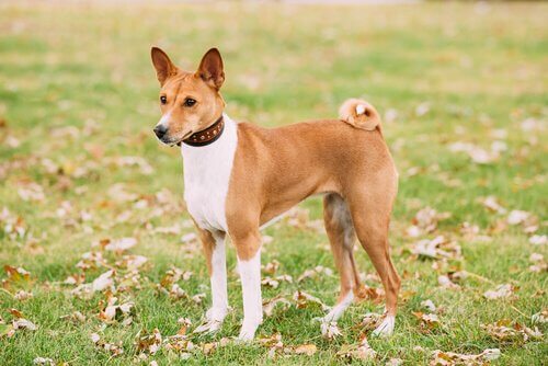 Basenji er en afrikansk hunderace