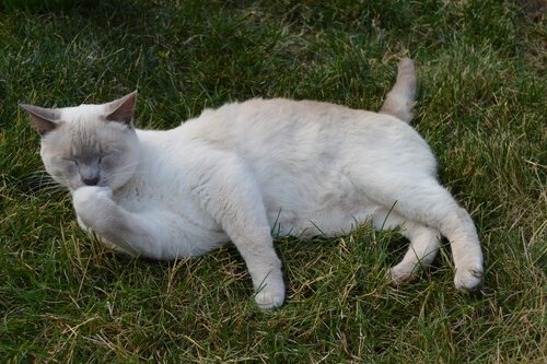 katte vil altid holde sig rene