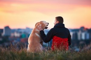 Loyale hunde: 5 fantastiske eksempler