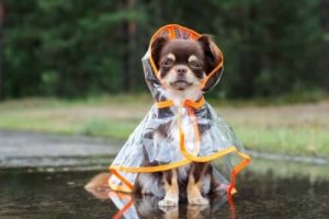 Sådan kan du beskytte en hund mod kulde