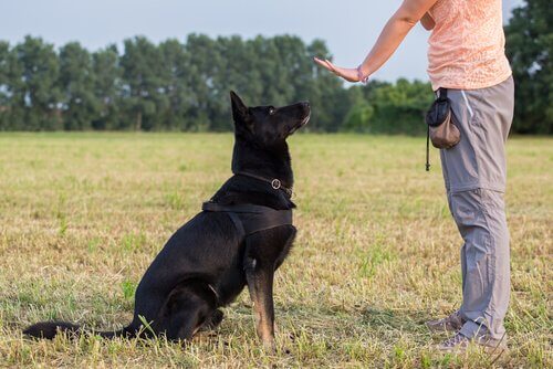 Ejer i gang med at træne en hund