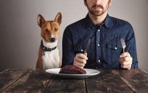 Hvor vigtigt er protein til hunde?