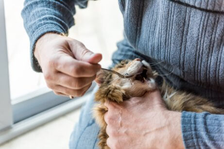 kat, der får olivenolie