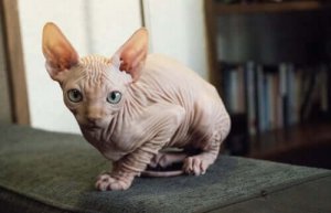 Kohana katten, den hårløse kat fra Hawaii