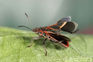 Kyssetægen og Chagas sygdommen
