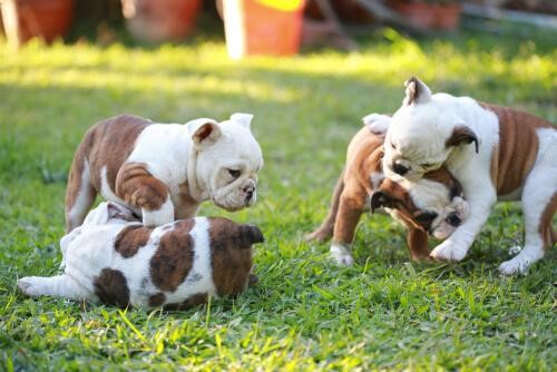 At bide, når man leger, er en af de ting, som hvalpe ikke har lært, de ikke må