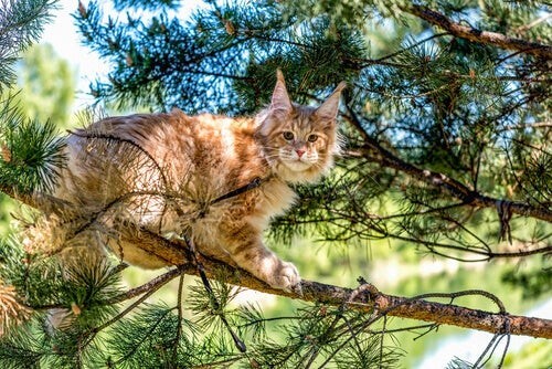 Maine coon-katten er blandt katteracer med halvlang pels
