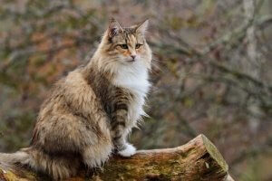 Maine Coon katten: Kendetegn og pleje