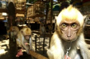 Spanien, porten til illegal dyrehandel i Europa