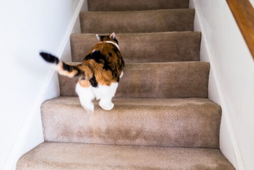 Grunde til, at en kat løber rundt i huset som en sindssyg