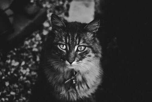 en kat i mørket