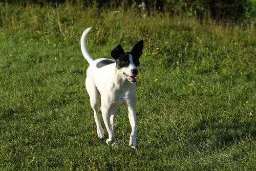 Rat terrier er en af de hurtigste hunde i verden