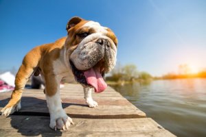 Pas særligt på disse hunde i sommervarmen