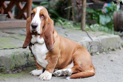 Basset hund