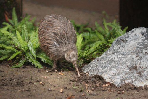 Kiwi på jagt efter insekter