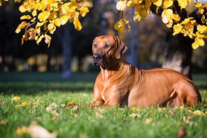 En rhodesian ridgeback er en hurtig hund