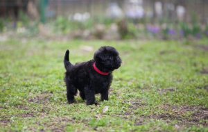 Affenpinscher er en af de truede hunderacer