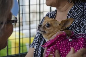 Hunde kan blive bange for menneskers ting