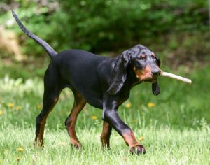 Black and tan coonhound er også en af de truede hunderacer