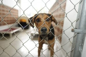 Efterladt hund bag gitter
