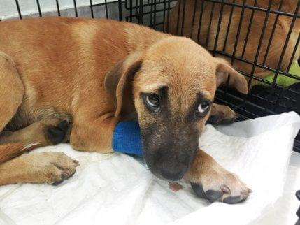 Hund med forbinding har kløet sig på grund af allergi hos hunde