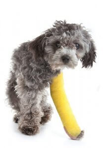 Små hunderacer, der halter