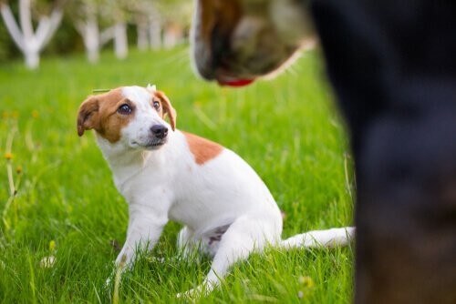 Hund sidder i det grønne græs