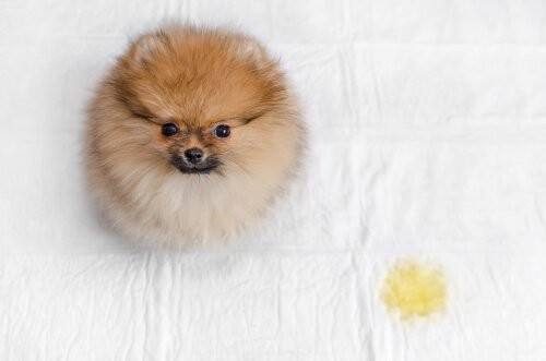 Sådan forhindrer du din hund i at tisse i hundekurven