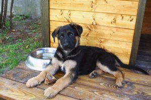 Bemærk disse 4 funktioner ved et fantastisk hundehus