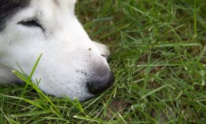 Hunde og Zikavirus: Hvad er risiciene?