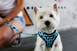 Halsbåndet er ikke særlig rart for din hund