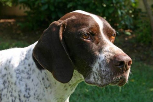 Braque Francais er en pointer med en stor snude