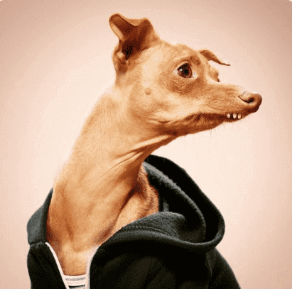 Tuna Melts My Heart er et eksempel på hunde på Instagram