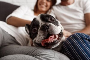 Hund ligger i sofa med ejere