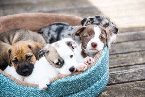 6 tips til at tage hundehvalpe med hjem