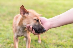 Hund hviler sit hoved i ejers hånd