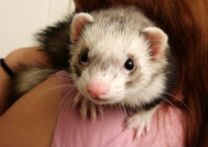 Ilders adfærd: Det skal du vide