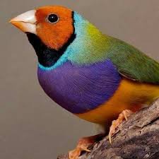 Pleje og pasning af goulds amadine finken