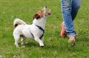 Sådan forbedrer du en hunds livskvalitet