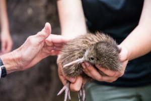 Kiwien er blevet reddet fra udryddelse