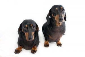 Lovligheden af klonede dyr