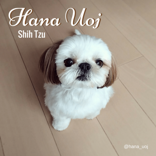 Hana Uoj er eksempel på hunde på Instagram