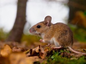 Hvad er feromoner, og hvad er deres formål i dyreriget?