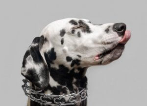 Opdragelseshalsbånd til hunde giver adfærdsproblemer