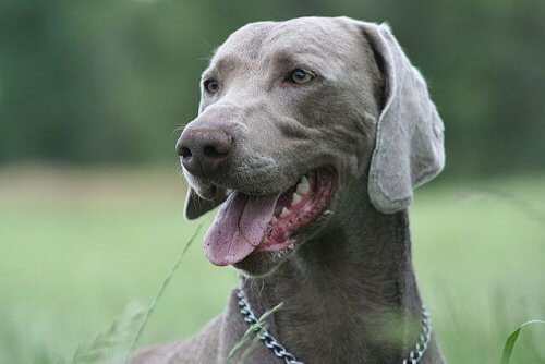 En tysk weimaraner udenfor