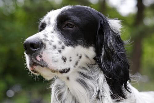 Setter hund er kendt som den bedste jagthund
