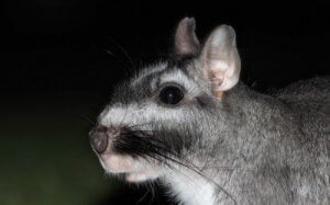 Mød viscacha, en sydamerikansk gnaver