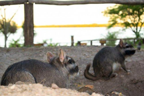 Den almindelige viscacha er en stor gnaver, der lever i Sydamerika