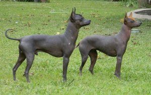 Den argentinske hund - en af de mindste hårløse hunde